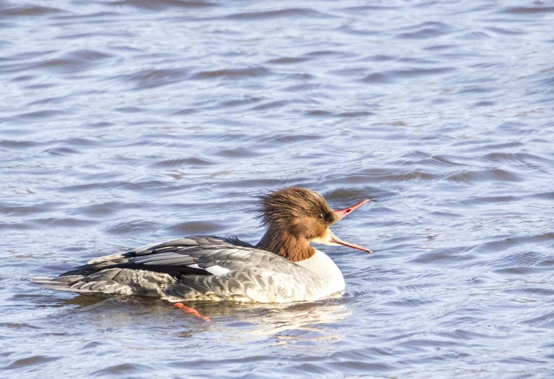 Большой крохаль Mergus Merganser (Linnaeus, 1758) Goosander