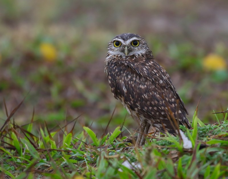 Домовый Сыч – Athene Noctua (SCOP.)