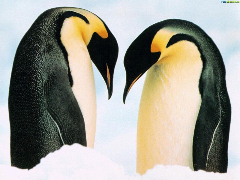 Chinstrap Penguin