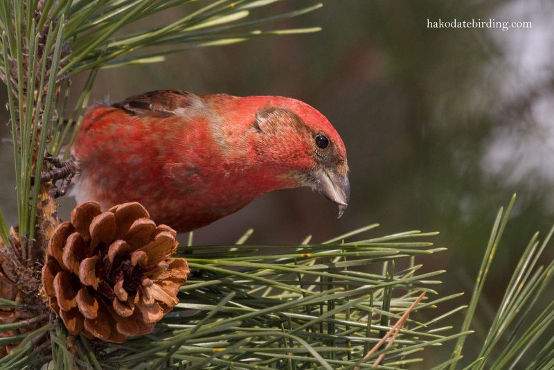 Клёст-Сосновик Loxia pytyopsittacus