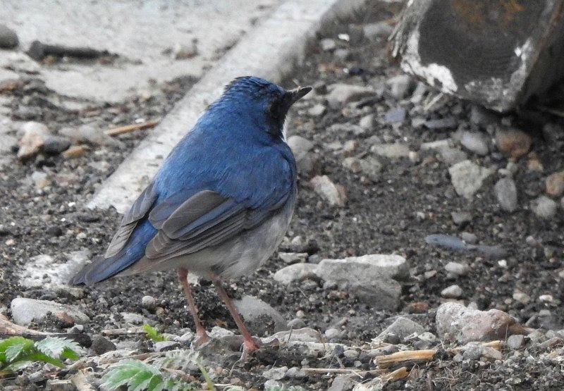 Red-flanked Bluetail