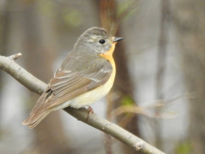 Варакушка / Luscinia svecica самка