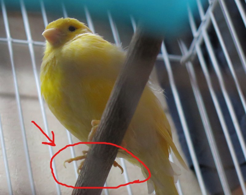 Клоака канарейки самки