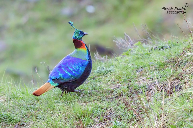 Гималайский монал Lophophorus impejanus