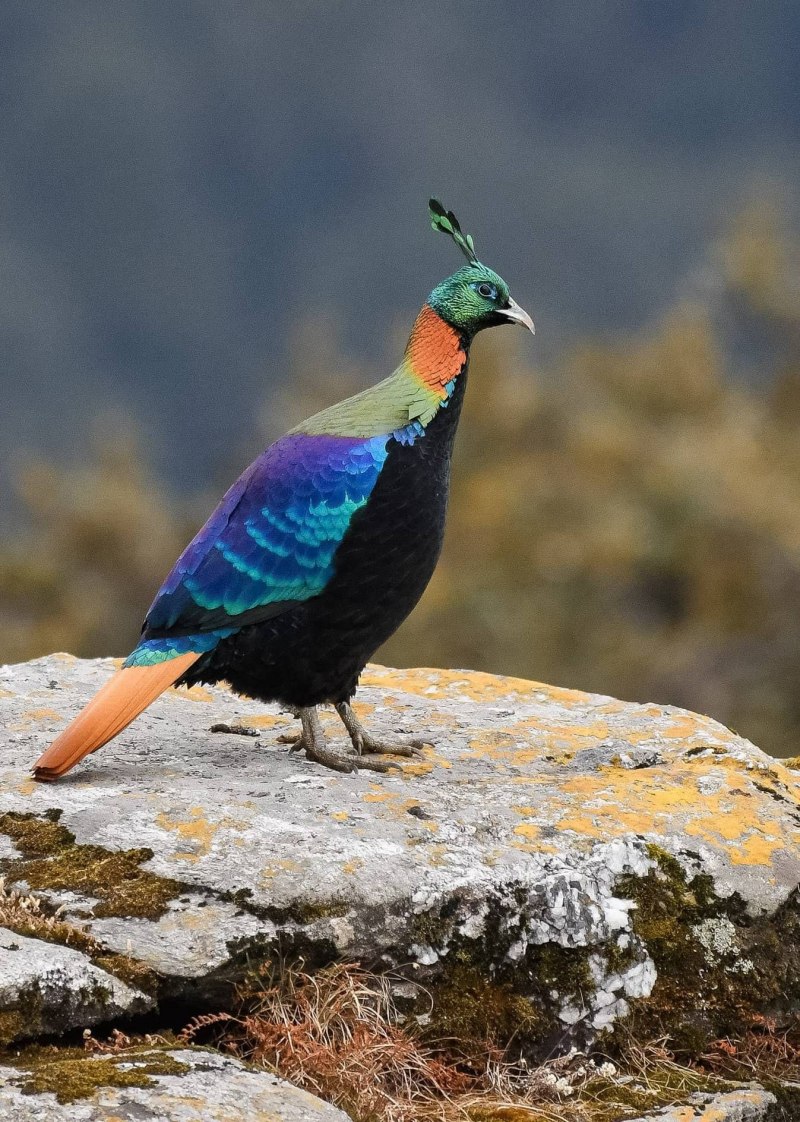 Гималайский монал фазан фото