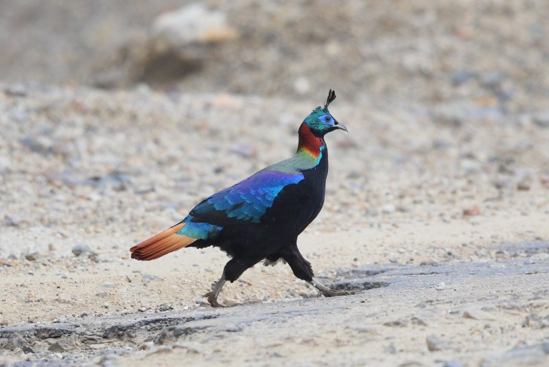 Гималайский монал Lophophorus impejanus