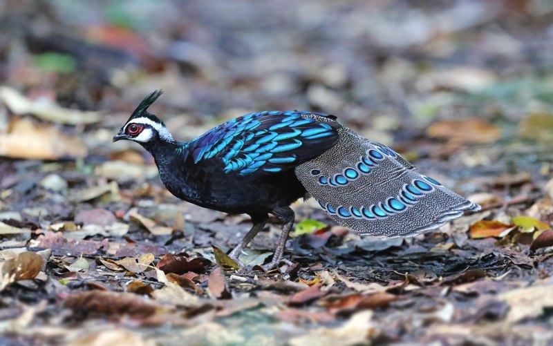 Palawan Peacock-Pheasant