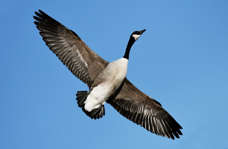 Canada Goose птица