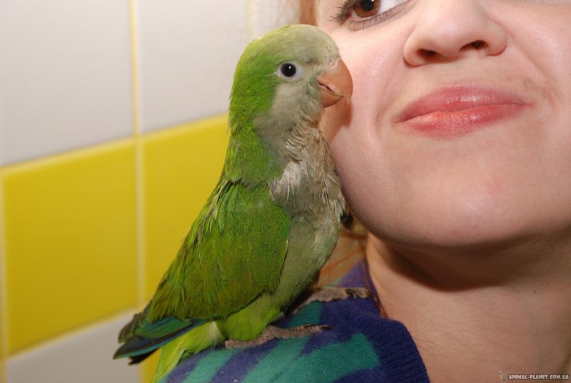 Harlequin Macaw попугай