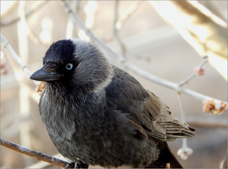 Coloeus monedula птенец