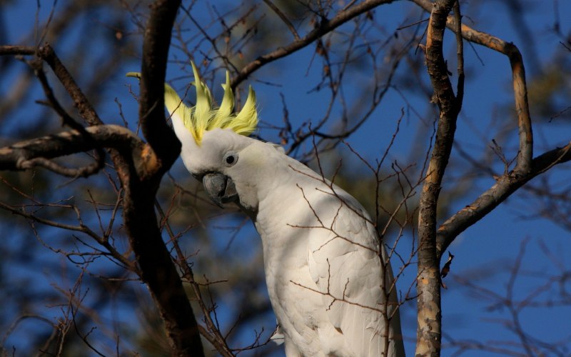 Sulphur Crested Cockatoo
