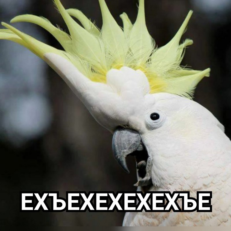Белый Какаду Альба