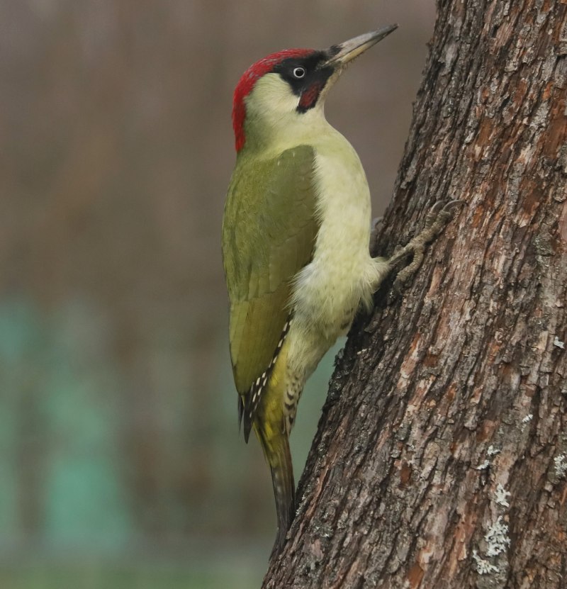 Picus viridis (зеленый дятел)