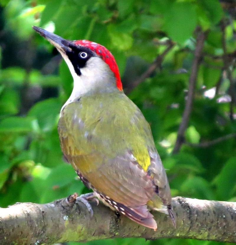 Зелёный дя́тел (Picus viridis)