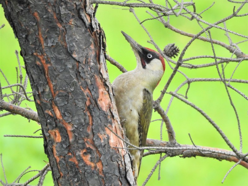 Седой дятел (Picus canus)