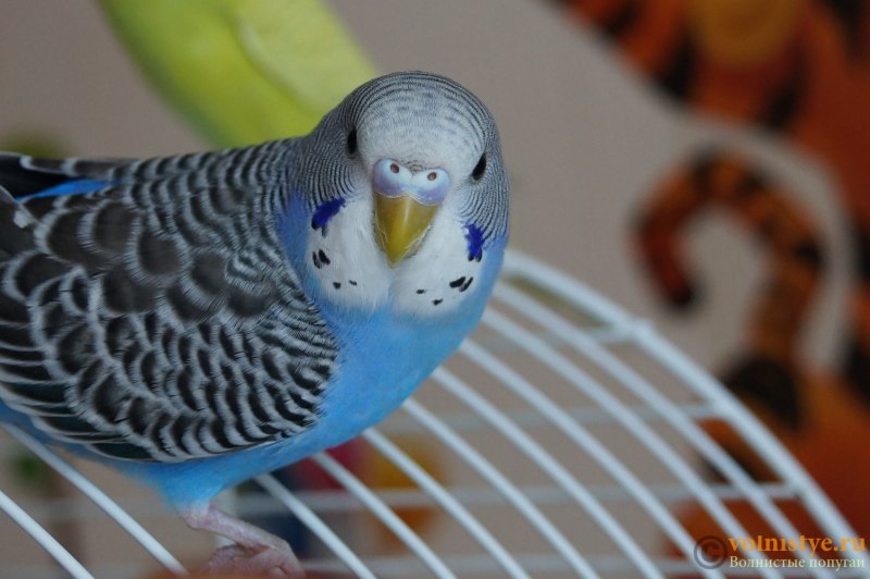 Молодой самки волнистого попугая (65 фото)