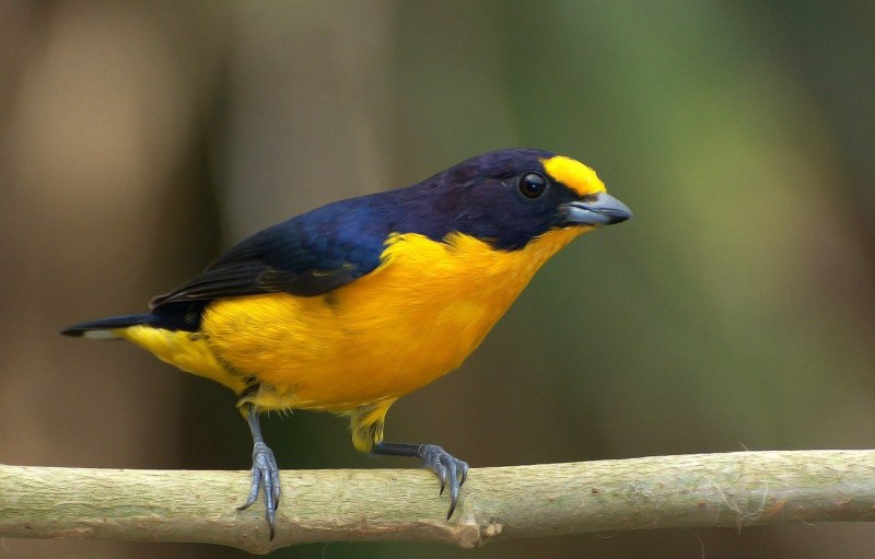 Tanagra violacea