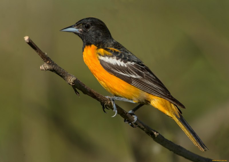 Icterus galbula