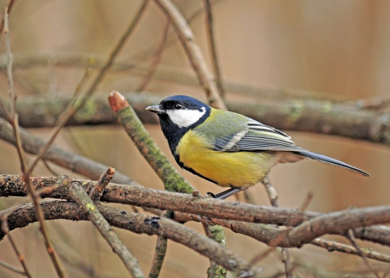 Большая синица Parus Major