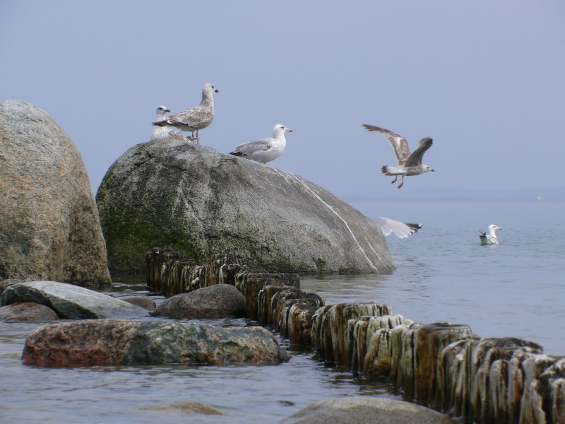 Чайка на Камне в море