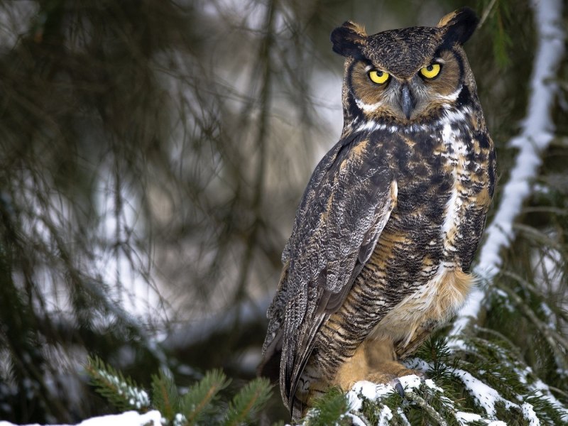 Виргинский Филин (Bubo virginianus)