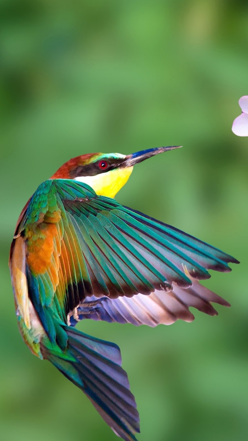 Сиреневогрудая сизоворонка Lilac breasted Roller