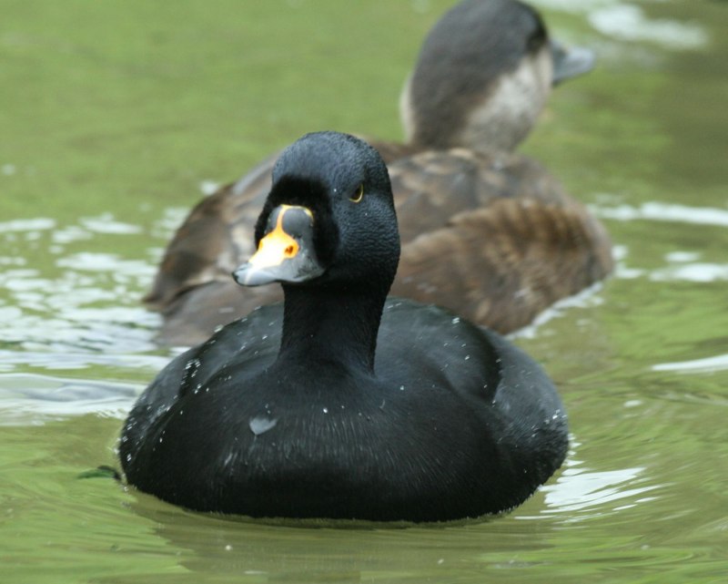 Melanitta perspicillata