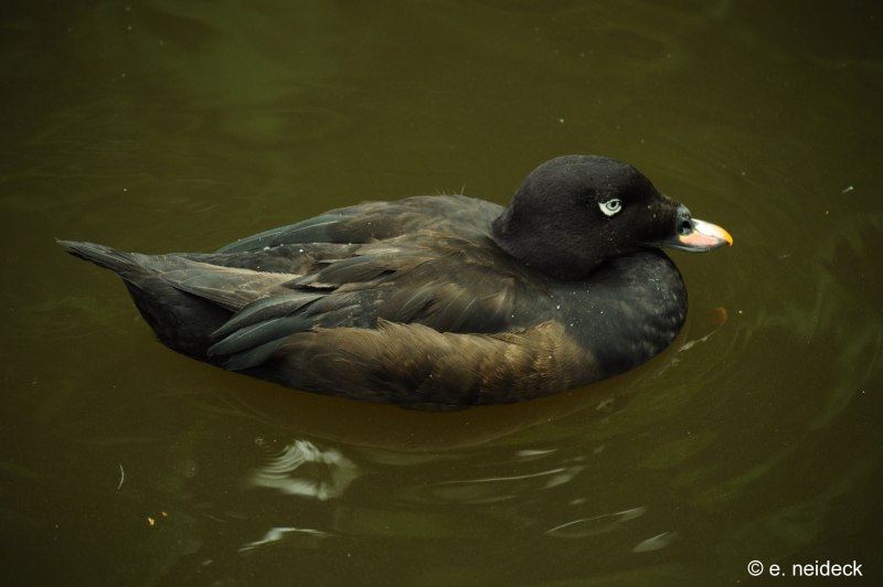 The Surf Scoter (Melanitta perspicillata)