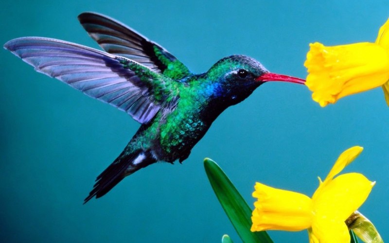 Колибри trochilidae