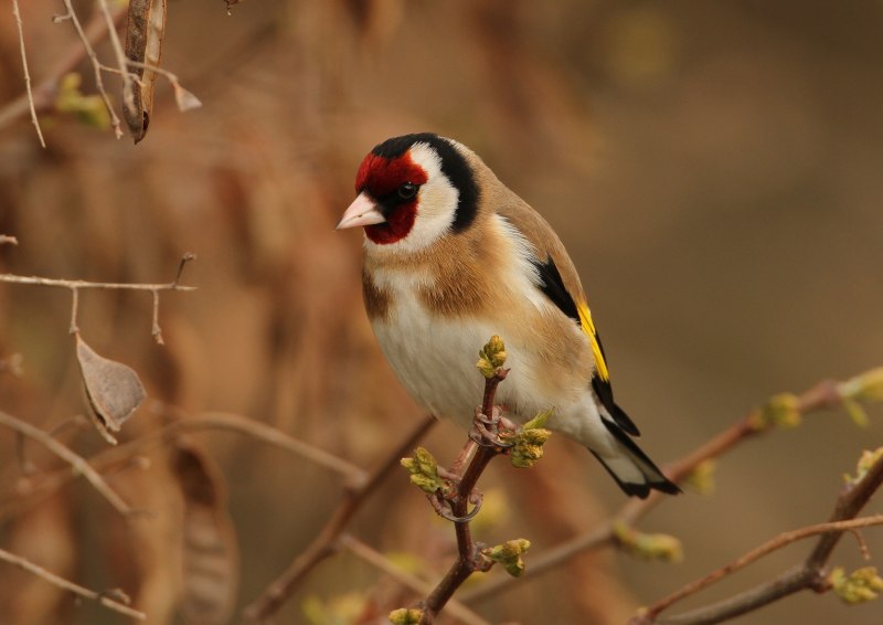 Щегол черноголовый Carduelis Carduelis