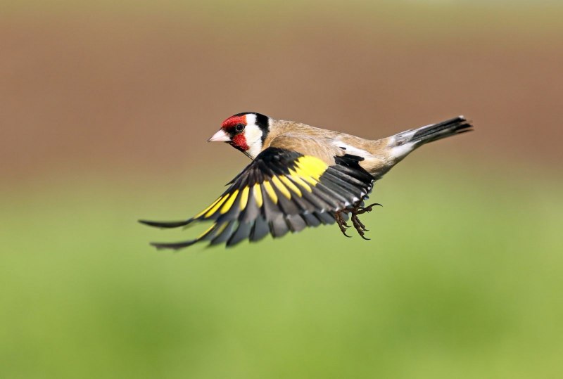 Щегол черноголовый Carduelis Carduelis