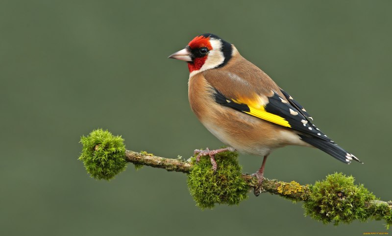 Щегол (Carduelis Carduelis)