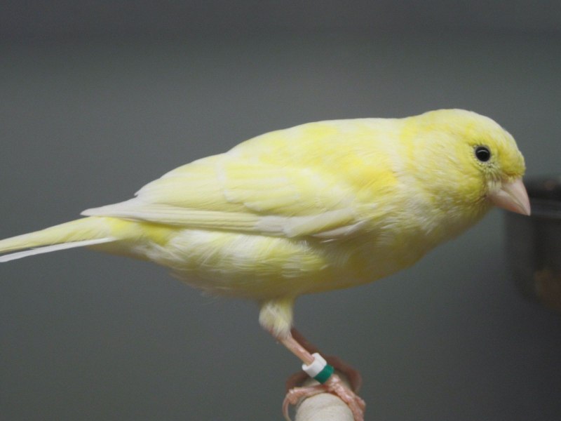 Canary - канарейка