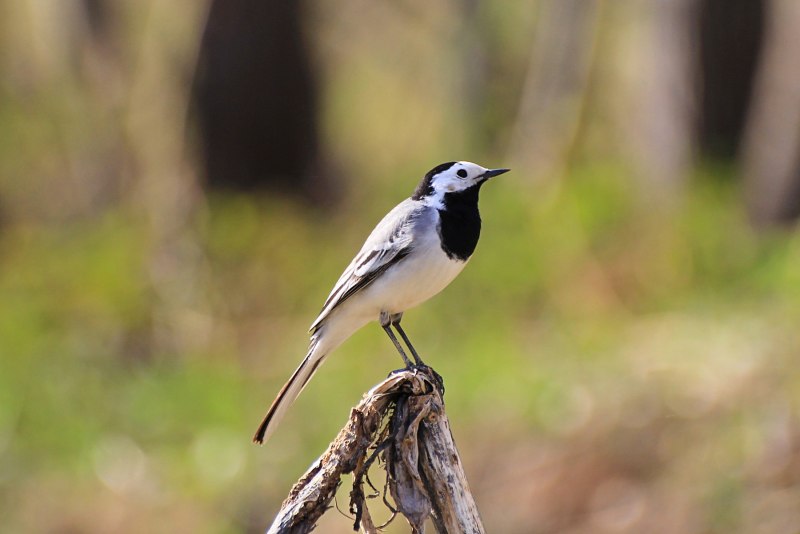 Tyrannus forficatus