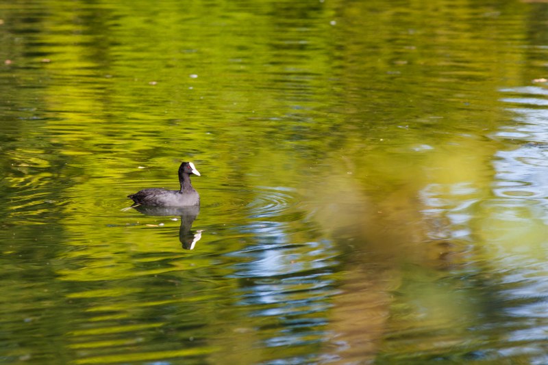 Coot PNG