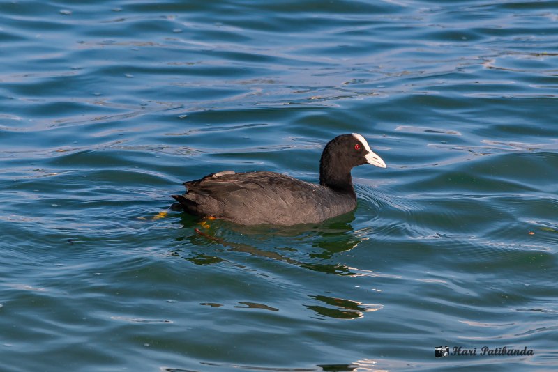 Coot PNG