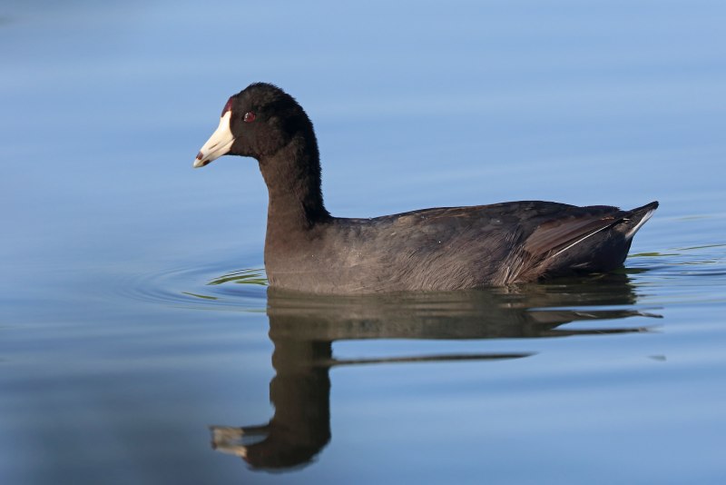 Американская лысуха (Fulica Americana)