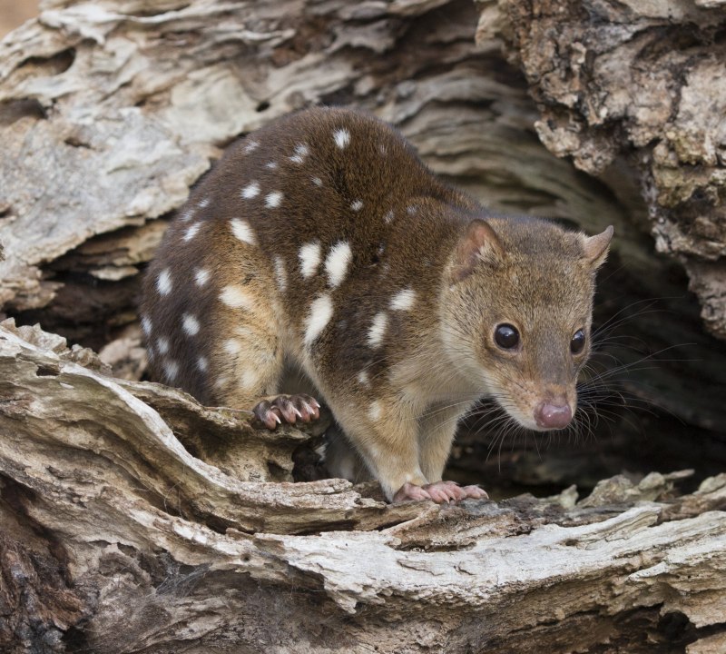 Пятнистохвостая сумчатая куница (Dasyurus maculatus)