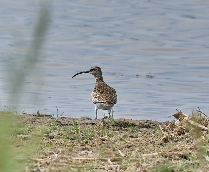 Кроншнеп средний – Numenius phaeopus