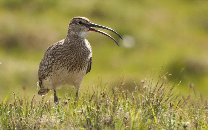 The Bristle-thighed Curlew (Numenius tahitiensis)