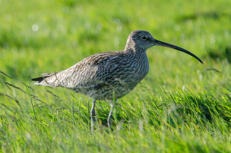 Кроншнеп средний – Numenius phaeopus