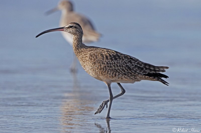 Кроншнеп средний – Numenius phaeopus