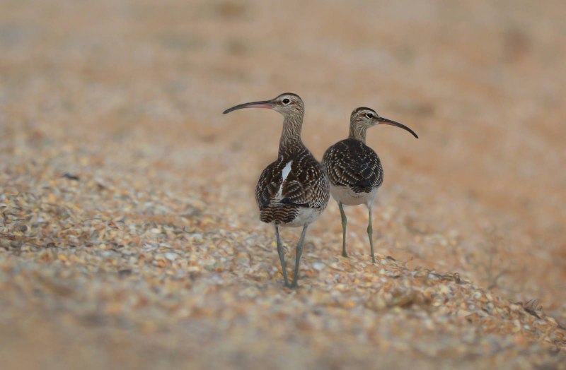 Средний кроншнеп (Numenius phaeopus) — уязвимый вид