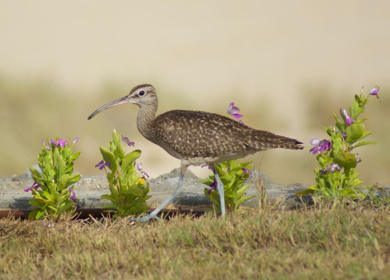 Кроншнеп средний – Numenius phaeopus