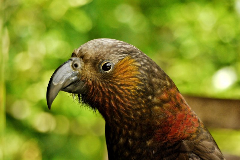 New Zealand Parrot