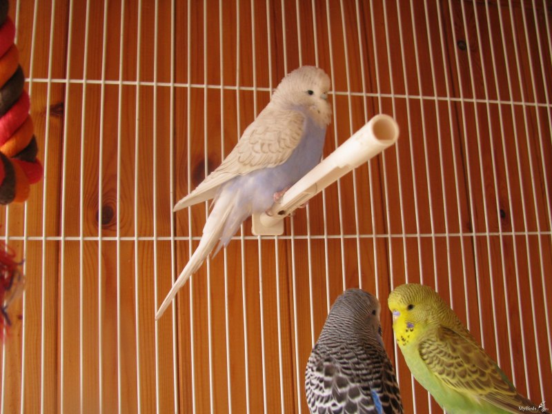 Loro 004028027