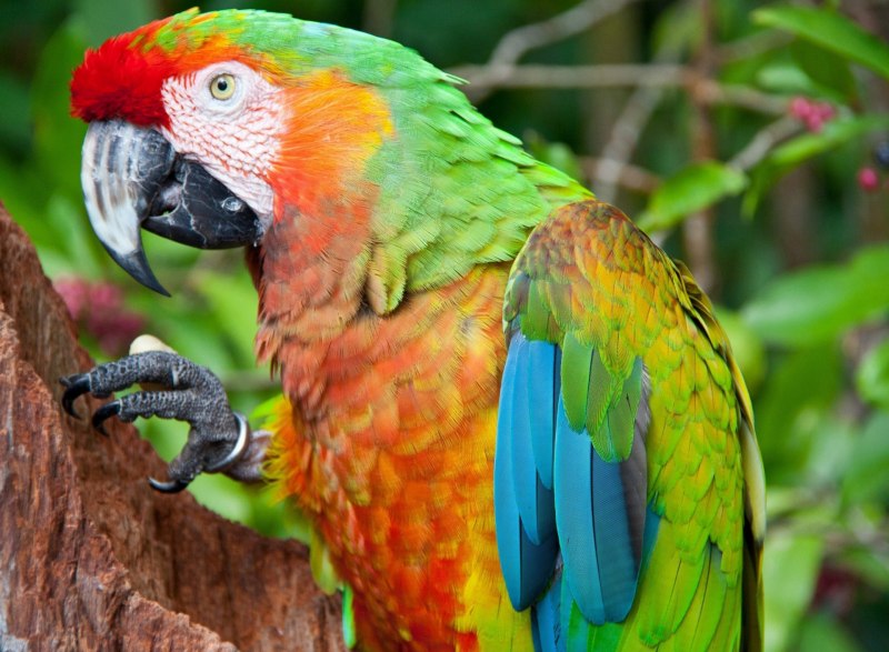 Краснощекий попугай (Amazona arausiaca)