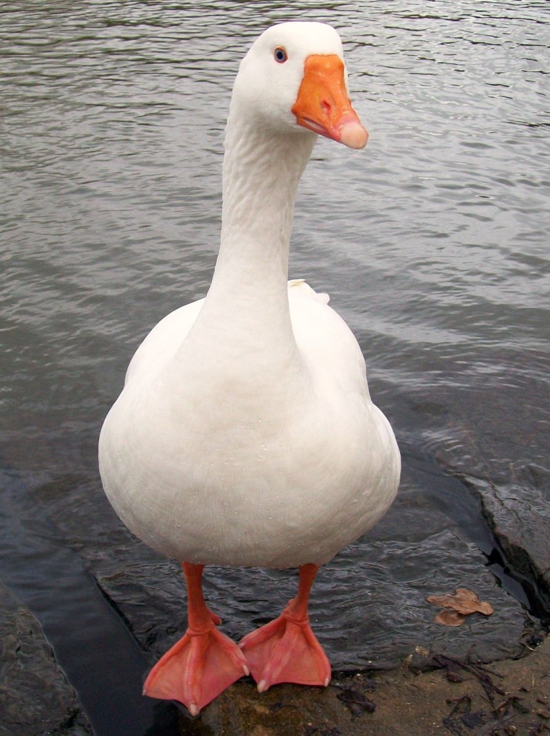 Are there any Geese on the Pond