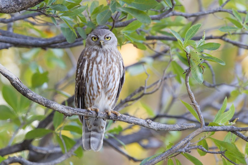 Ninox connivens