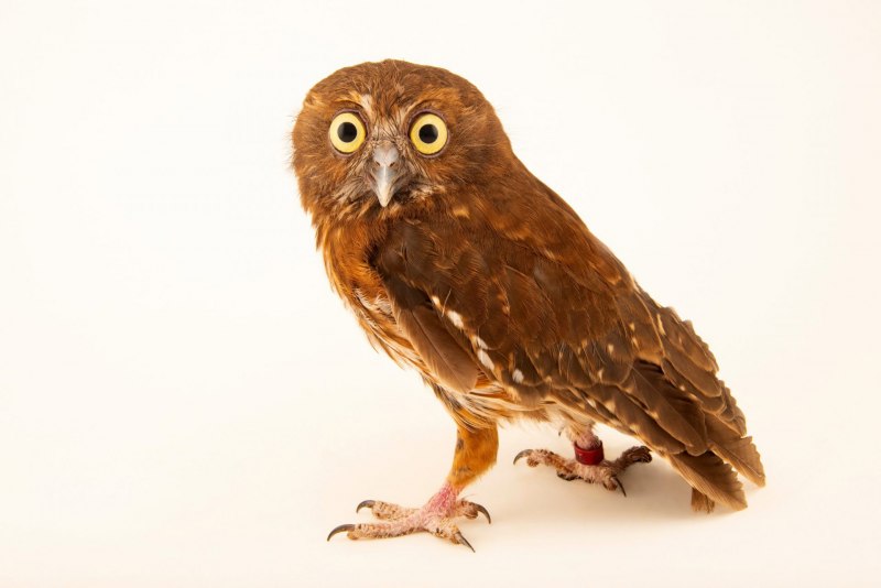 Ninox philippensis